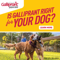 Galliprant 