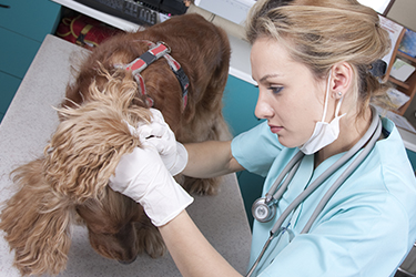 vet searching dog for ticks