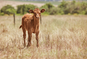 weaning_calves_blog