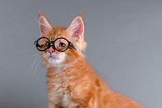 cat in glasses for quiz