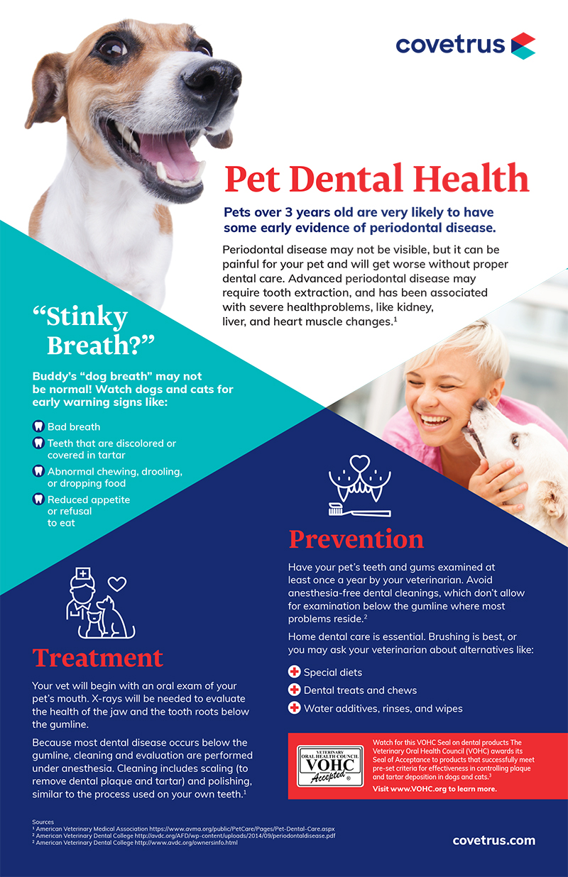 dental infographic - pet dental