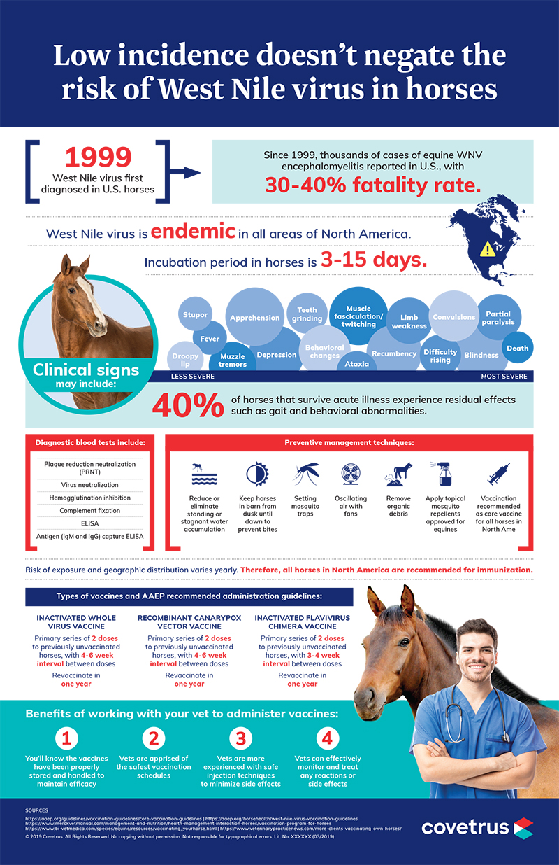 West Nile virus in horses infographic