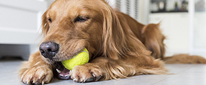 dog-chewing-ball-300 dog chewing on tennis ball