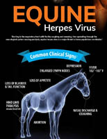 Equine Herpes Virus